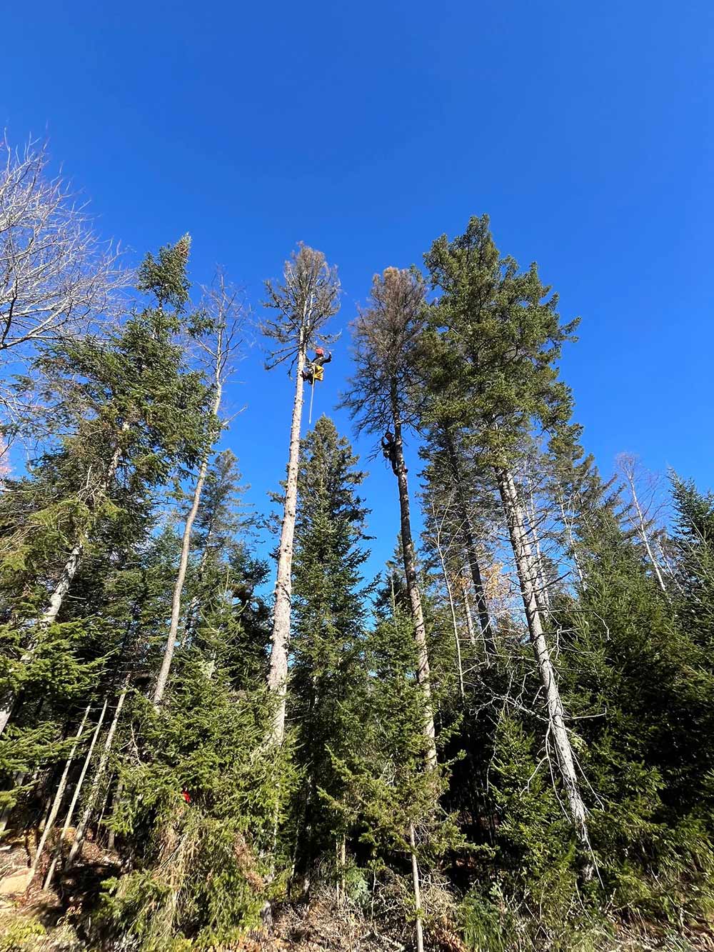 service de déboisement